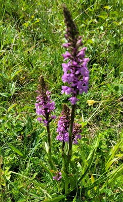 Image of Spotted Orchid