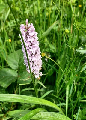 Small Image