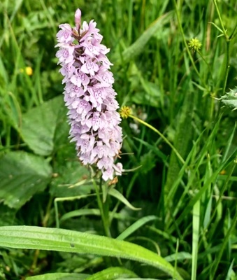 Common Spotted Orchid