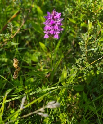 Southern Marsh Orchid