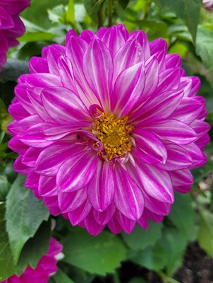 Image of Dahlia