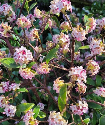 Image of Winter Daphne