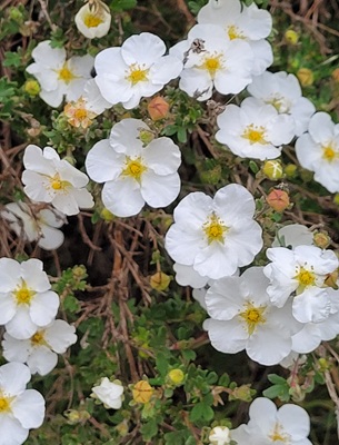 Image of Shrubby Cinquefoil