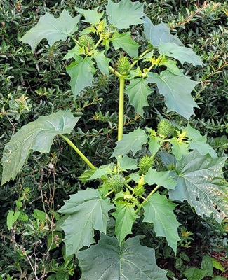 Image of Thorn Apple