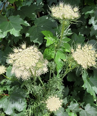 Wild Carrot