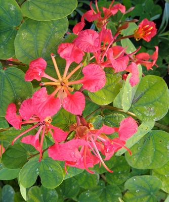 Red Orchid Bush