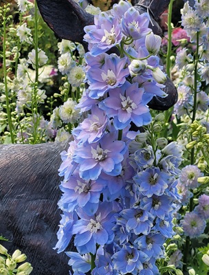 Image of Candle Larkspur