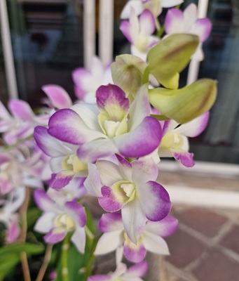 Noble Dendrobium