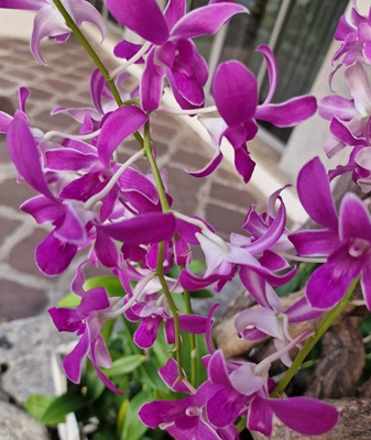 Dendrobium Sonia