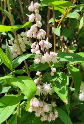 Image of Fuzzy Deutzia