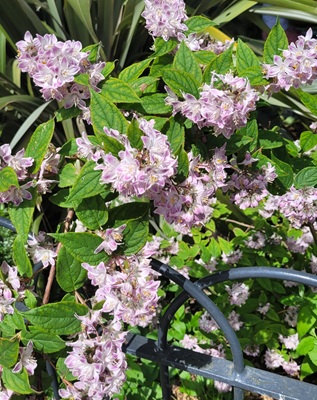 Image of Fuzzy Deutzia