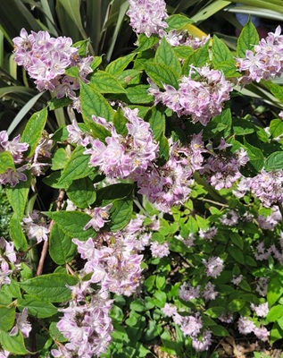 Image of Fuzzy Deutzia