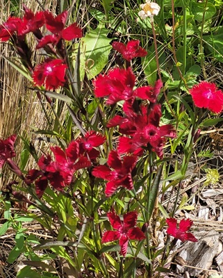 Image of Chinese Pink