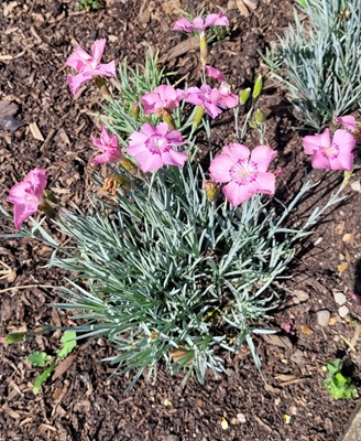 Clove Pink