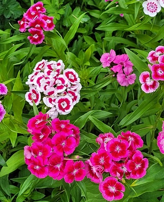 Image of Sweet William