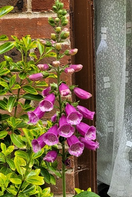 Image of Foxglove