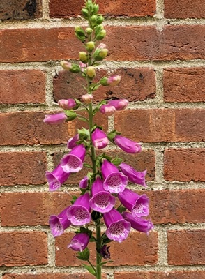 Image of Foxglove