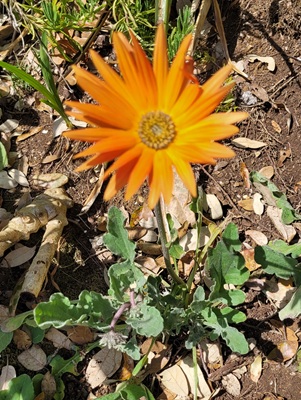 Image of African Daisy