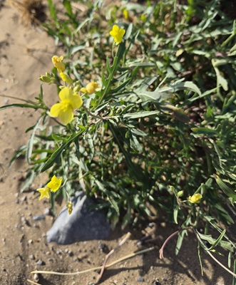 Image of Perennial Wall-rocket