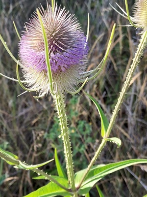 Image of Cutleaf Teasel