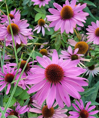 Image of Purple Coneflower