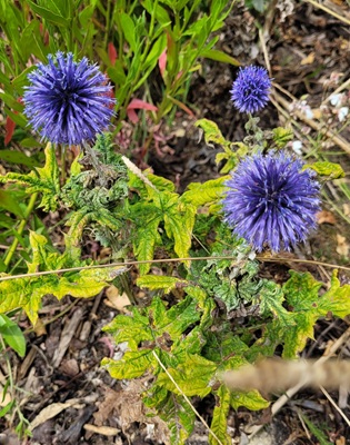 Image of Blue Globe Thistle