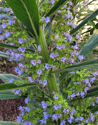 Image of Giant Viper's-bugloss