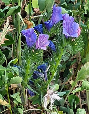 Image of Purple Viper's Bugloss