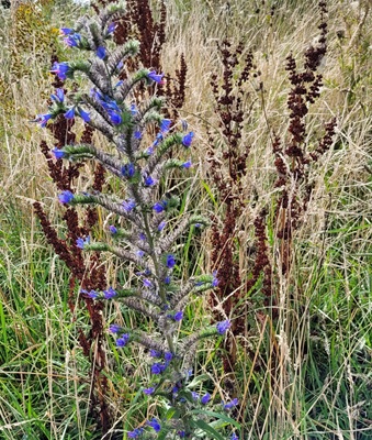 Image of Viper's Bugloss