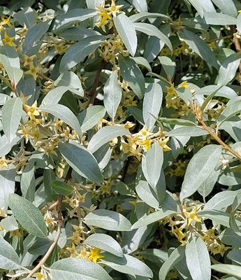 Image of Russian Olive