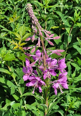 Image of Rosebay Willowherb
