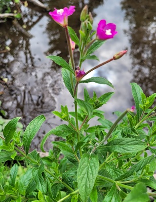 Image of Hairy Willowherb