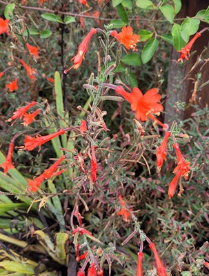 Image of California Fuchsia