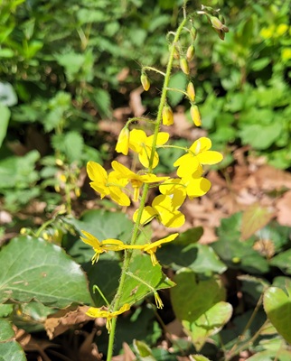 Barrenwort