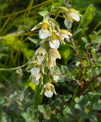Marsh Helleborine