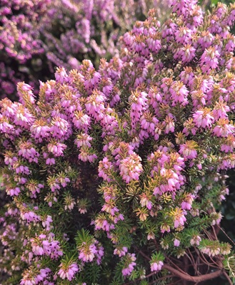 Image of Winter Heather