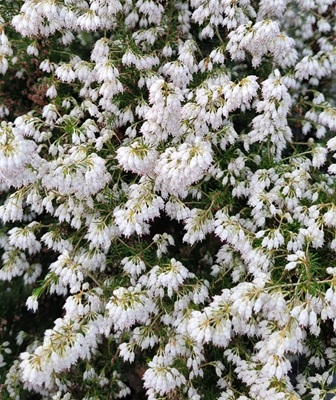 Image of Tree Heath