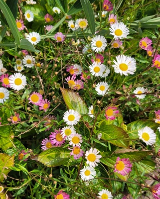 Image of Mexican Fleabane