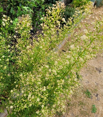 Image of Canadian Fleabane