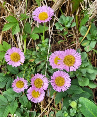 Image of Beach Aster