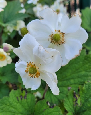 Image of Japanese Thimbleflower