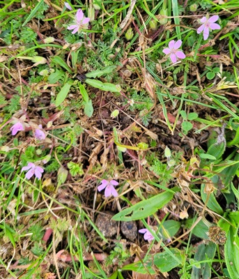Image of Common Stork's-bill