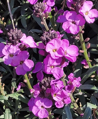 Image of Alpine Wallflower
