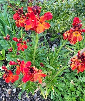 Image of Wallflower