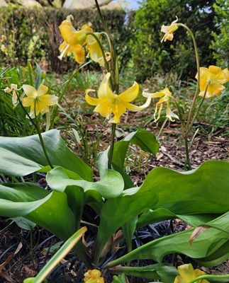 Yellow Avalanche Lily