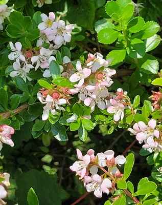 Image of Red Escallonia