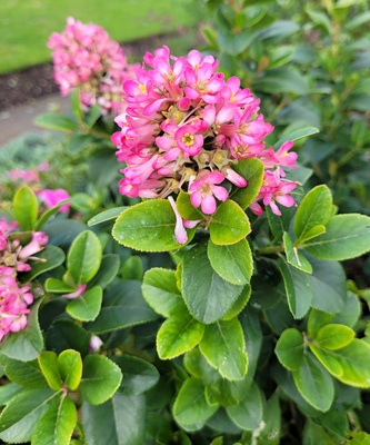 Image of Red Escallonia