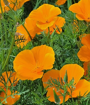 Image of California Poppy