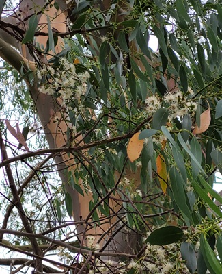 Image of Eucalyptus Tree