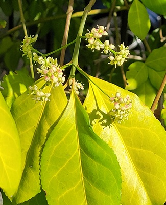 Image of Wintercreeper